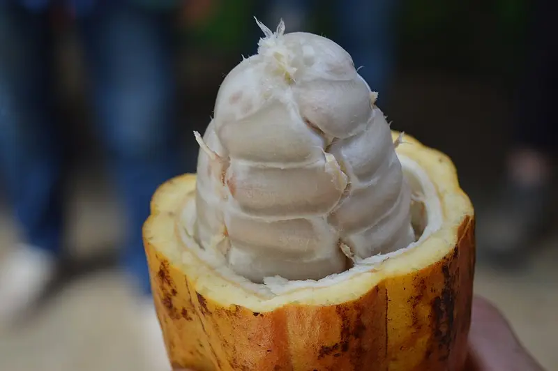 Open cacao pod showing the white pulp-covered cocoa beans inside