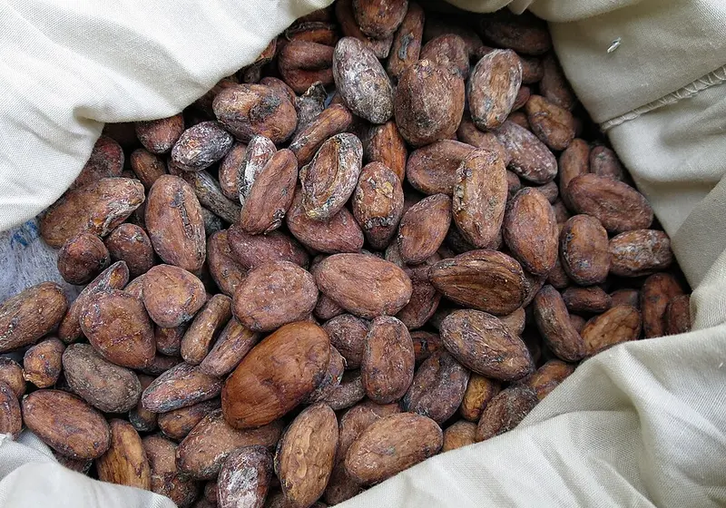 Sack full of dried cocoa beans