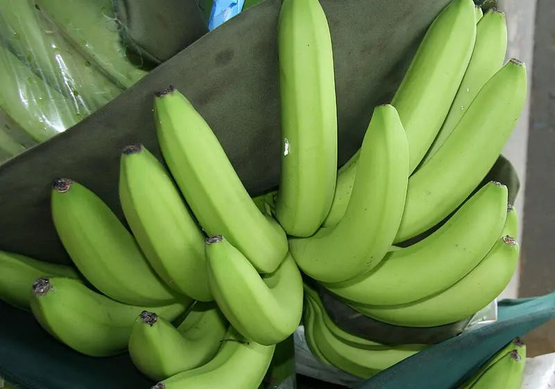 Bunch of green unripe bananas